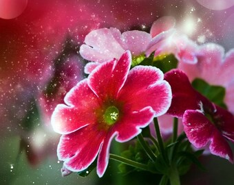 Plastic placemat primroses