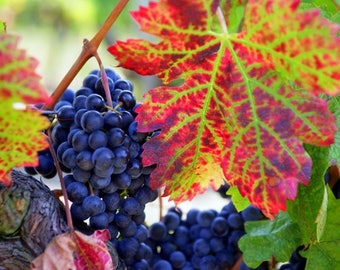 Original plastic placemat vine and grape
