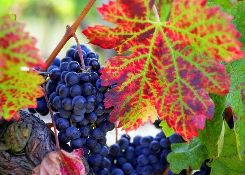 Set de Table Plastifié Vigne et Raisin