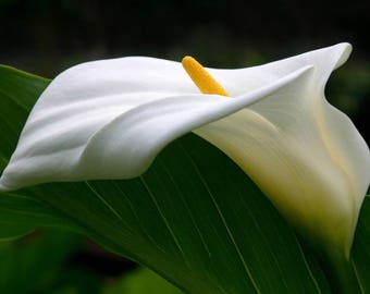 Plastic placemat arum lily