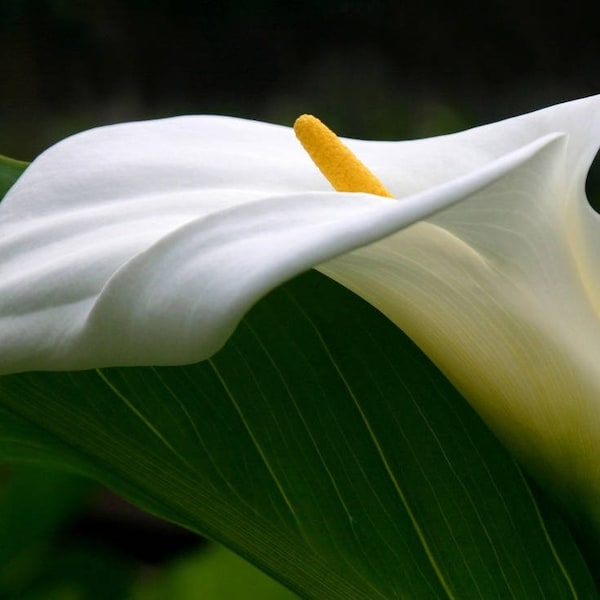 Set de table plastifié fleurs arum blanc