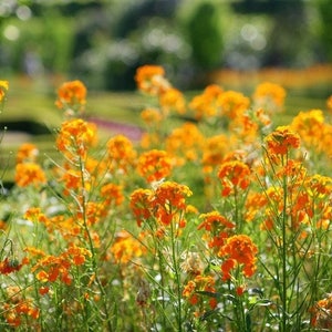 Set de table plastifié champ de fleurs orange image 1