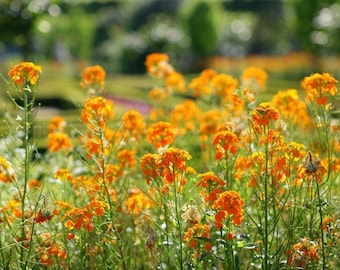 Plastic placemat orange flower field