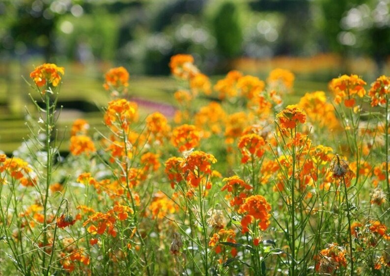 Set de table plastifié champ de fleurs orange image 1