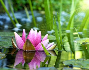 Plastic placemat flower of water lily