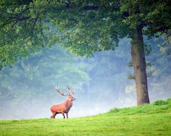 Plastic placemat deer in the mist