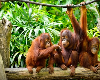 Laminated Placemat Orang-utan Monkey A3 Size Washable Table Decor