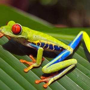 Op de afbeelding: Een levendige groene boomkikker met rode ogen, blauwe en gele strepen en oranje voeten zit op een groen blad.