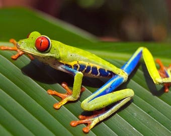 Plastic placemat frog