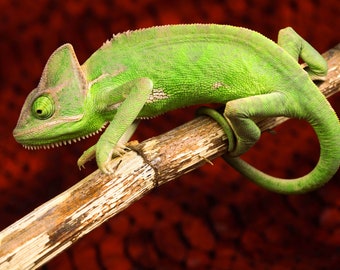 Set de table plastifié caméléon sur sa branche / Exotisme Tropical / Fabriqué en France
