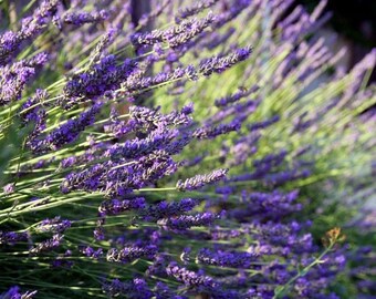 Plastic placemat lavender