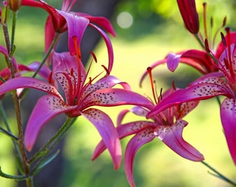 Plastic placemat pink lily flower