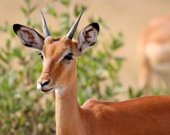 Plastic placemat antelope