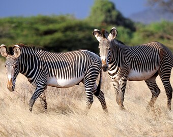 Laminated placemat zebras A3 size