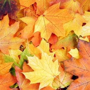 Laminated placemat autumn leaves