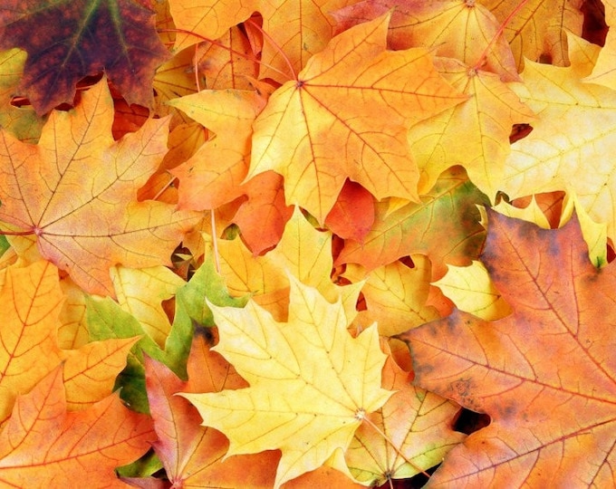 Featured listing image: Set de table plastifié feuillage d'automne / Couleurs Chaudes, Ambiance Cosy