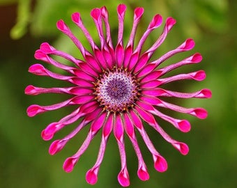 Plastic placemat osteospermum