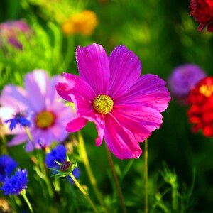 Peut inclure: Gros plan sur une scène de jardin vibrante avec une fleur de cosmos rose vif au centre jaune. D'autres fleurs aux tons violets, rouges et bleus sont également visibles, sur un fond vert flou.