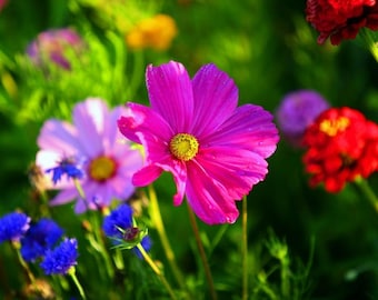 Plastic placemat cosmos flowers