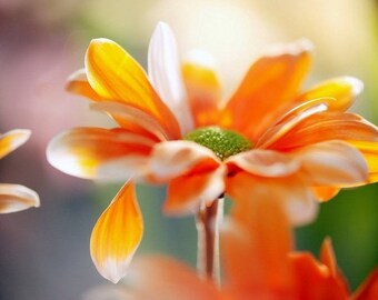 Plastic placemat orange flower