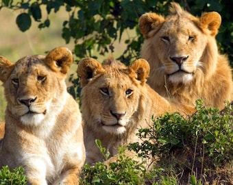 Set de table plastifié famille de lions numéro 2