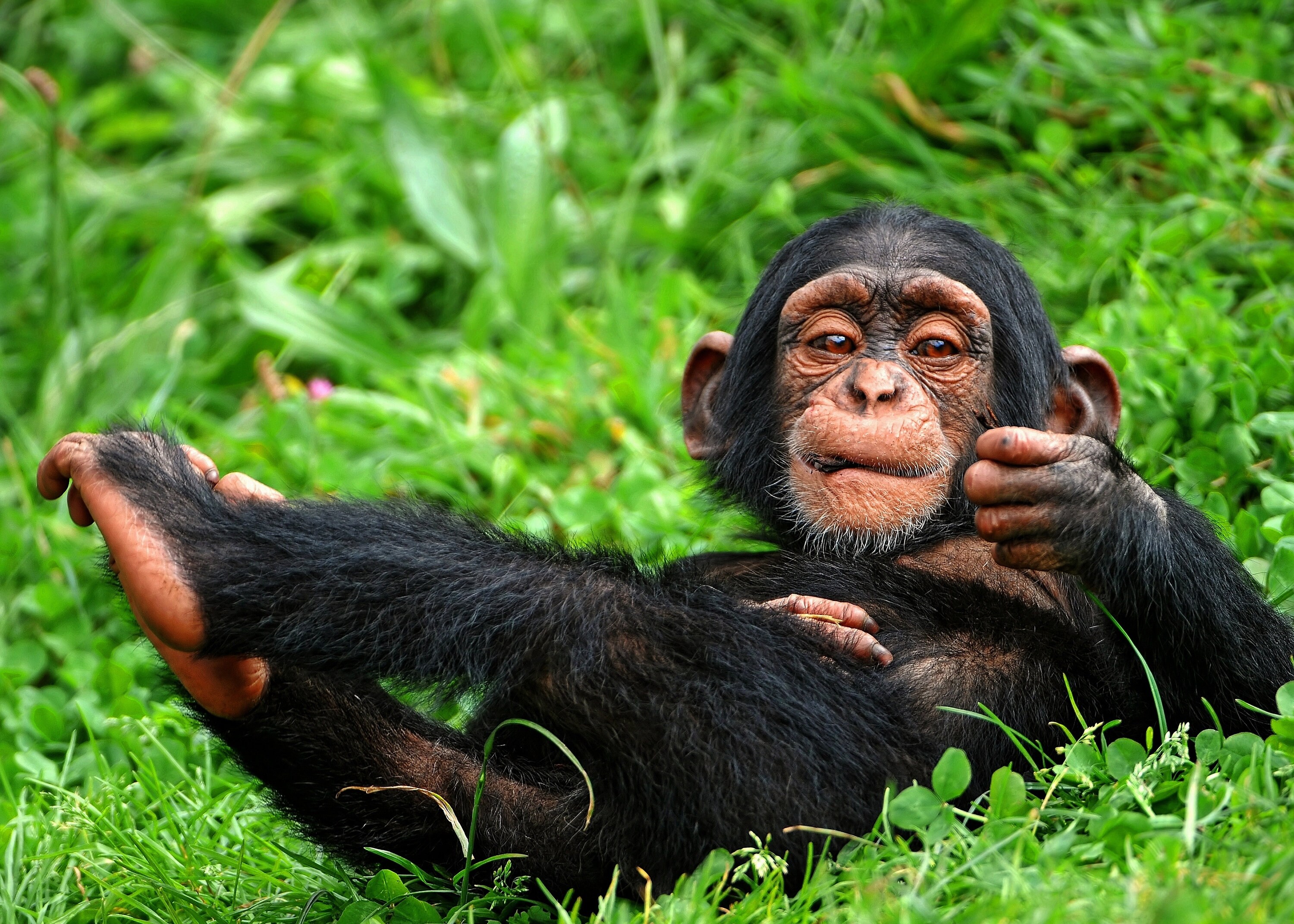 Set de Table Plastifié Singe Chimpanzé