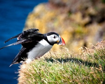 Laminated placemat Atlantic puffin