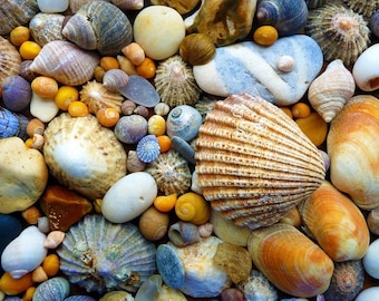 Seashell plastic Placemat A3 Size Beach Table Decor