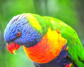 Plastic placemat parrot