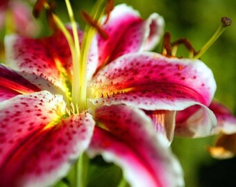 Plastic placemat flower of lily