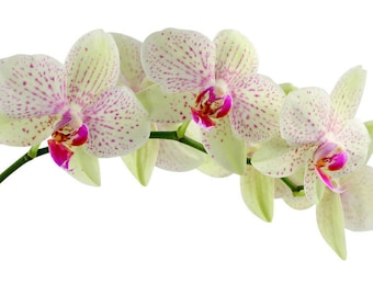 Plastic placemat white orchid