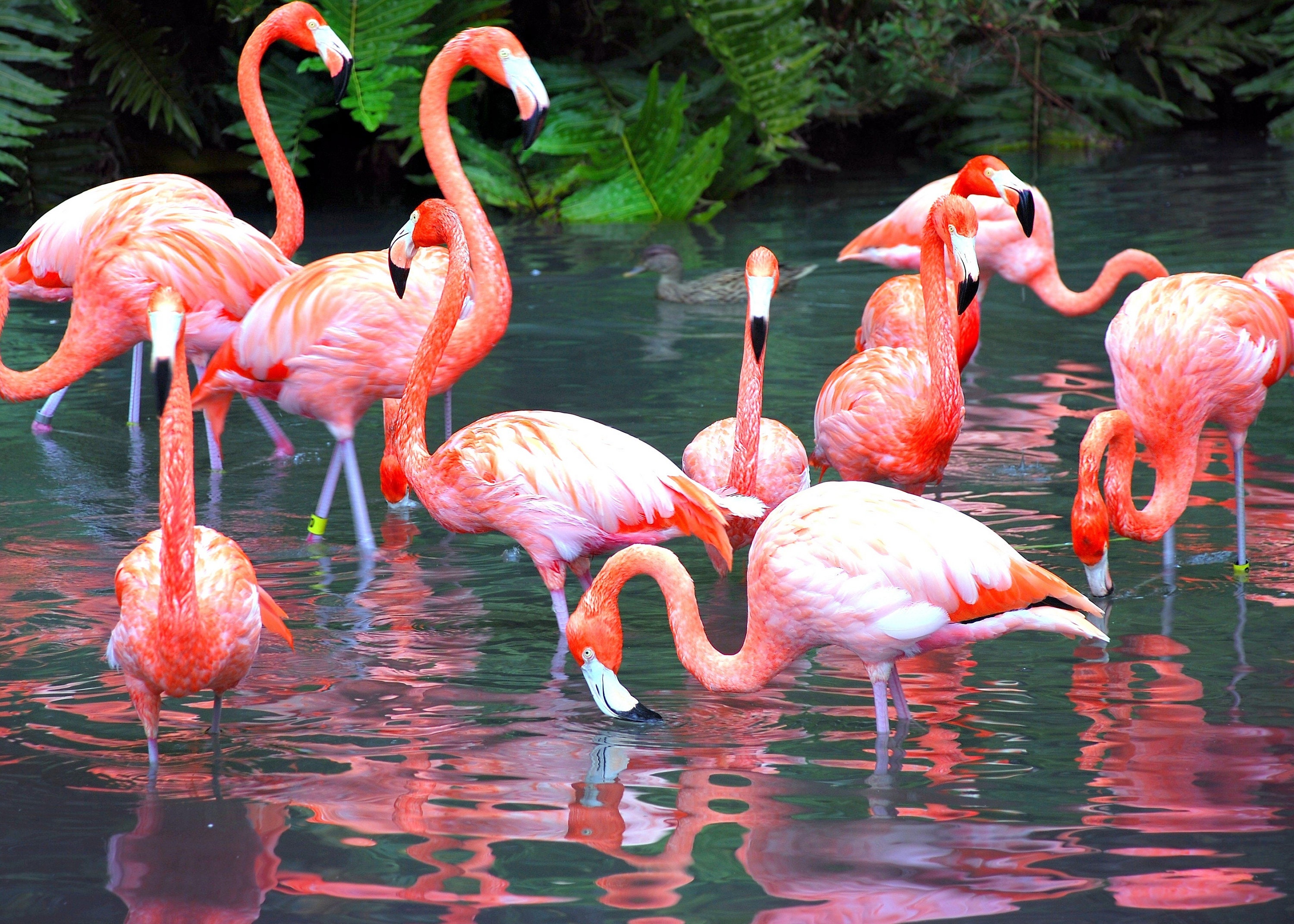 Mosaïque flamant rose en verre rose FLAMAND