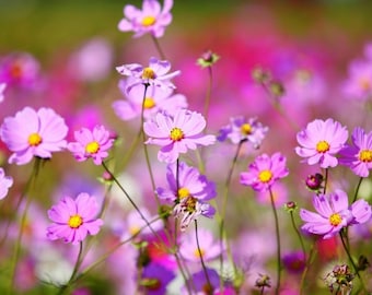 Plastic placemat cosmos flowers