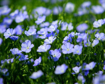 Plastic placemat flax flowers