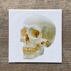 Mini Art Print, 4x4 Skull Art Print, Skeleton Art Print, Gift for Med Student, Medical Decor, Doctor Art Print, Spooky Art Print, Bones Art