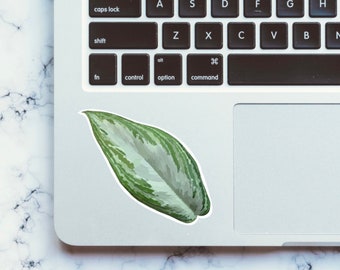 Green Variegated Aglaonema Silver Bay Leaf Sticker, Weatherproof Vinyl Sticker for Laptop, Sticker for Water Bottle, Plant Person Gift