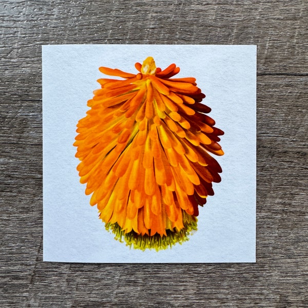 Mini Art Print, 4x4 Red Hot Poker Art Print, Torch Lily, Poker Plant Decor, Plant Art Print, Gift for Plant Lover, Pacific Northwest Flora