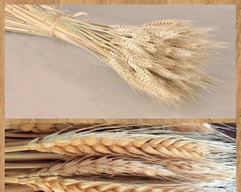 Lot of 50 PC's Naturally dried wheat dried decor wedding decorations offer flower vase plants wheat