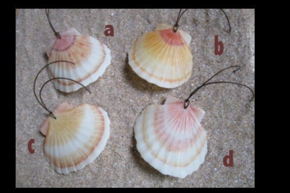 Compostelle Coquille Saint Jacques - Ultra Léger -Pèlerinage - Randonnée - Marche. Très Robuste. Rés