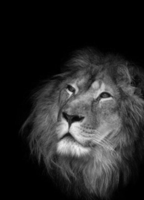  Whiskers  A Lion  Close Up In The Serengeti Africa Black 