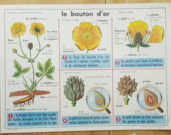 Vintage French School Botanical Poster of Buttercups and Snails