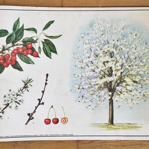 Vintage Botanical Poster of Flowering Cherry Tree, a Perfect Gift for Gardeners image 3