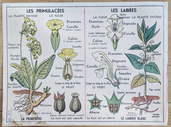 Affiche Botanique Francais Vintage Avec Illustration De Etsy