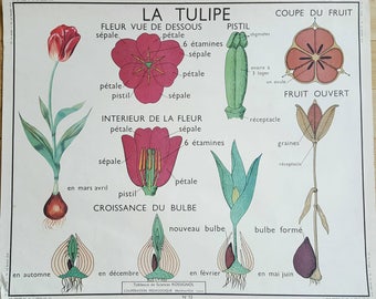 Buttercup/tulip poster