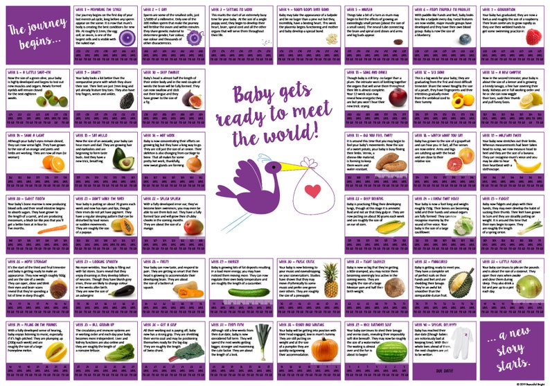 Pregnancy Calendar Etsy