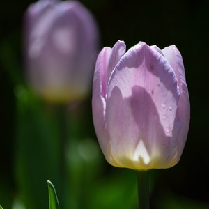Soft Mauve Tulip; Purple Art Decor; Purple Bedroom Decor; Purple Flower Nursery Decor; Fine Art Tulip