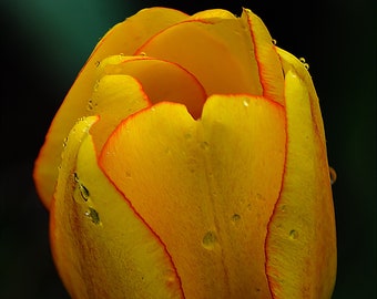 Yellow Tulip with Drops; Yellow Art Decor; Yellow Bedroom Decor; Yellow Flower Nursery Decor; Fine Art Tulip; Raindrops on Tulip