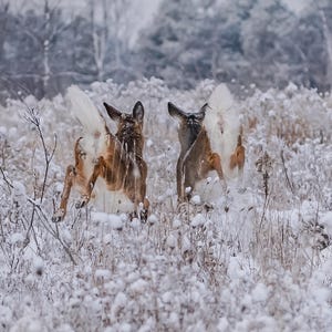 Auf Wiedersehen; Wildtiere; Hirsch; Das Beste der Natur; Kunstfotografie; Winterszene