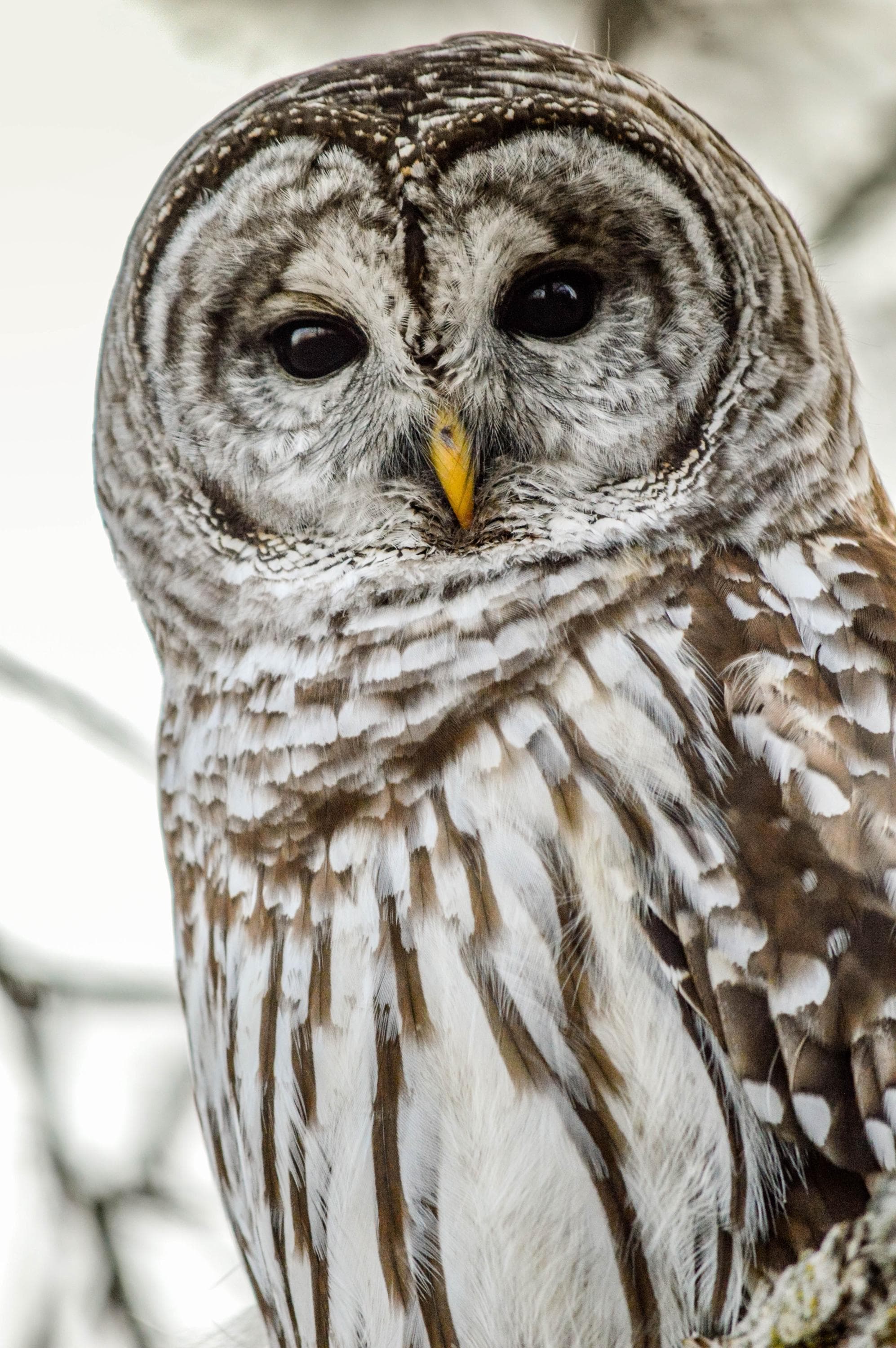 Barred Owl Photography Print, Wildlife Fine Art