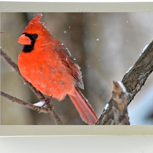 Cartes de correspondance vierges beaux-arts ; Lot de 3 ; Cardinal mâle en hiver ; photos artistiques montées ; Commandes personnalisées disponibles